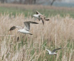 Морской голубок - Slender-billed Gull-Larus genei